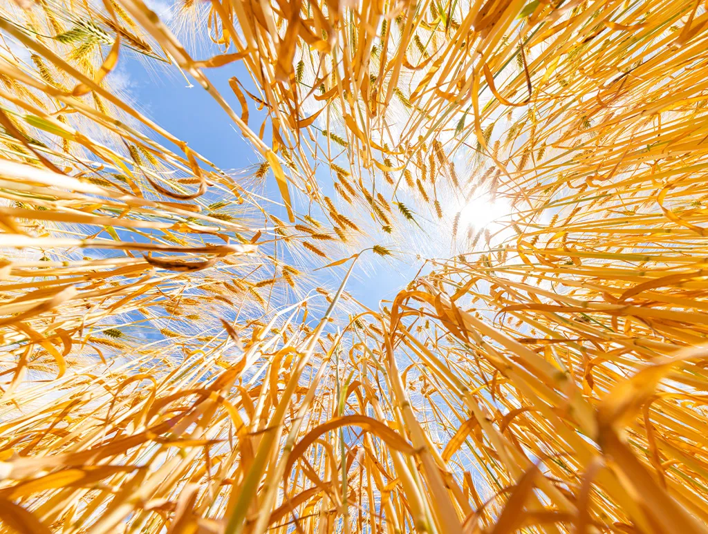 Secteur de l’agriculture — CRI Guelmim–Oued Noun